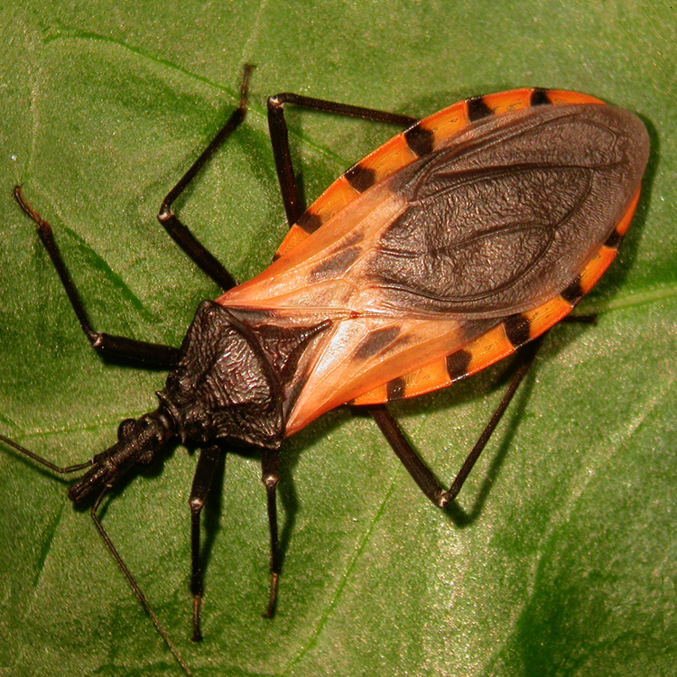 Chinche picuda o besucona (Triatoma dimidiata)